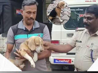beagle_dog