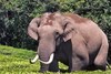 ഇടുക്കി ചിന്നക്കനാലില്‍ ചക്കകൊമ്പന്റെ ആക്രമണം; ഒരാൾ പരിക്കേറ്റ് ആശുപത്രിയിൽ