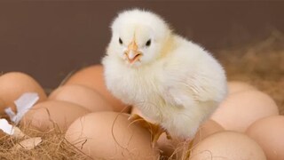 chicken_egg