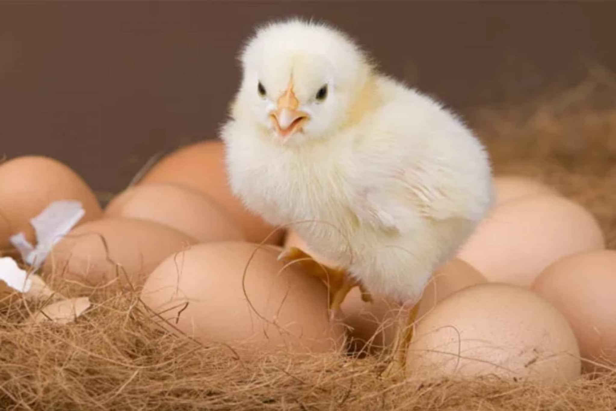 മുട്ടയാണോ കോഴിയാണോ ആദ്യമുണ്ടായത്? ചോദ്യത്തിന് ഉത്തരം കണ്ടെത്തി ശാസ്ത്രലോകം