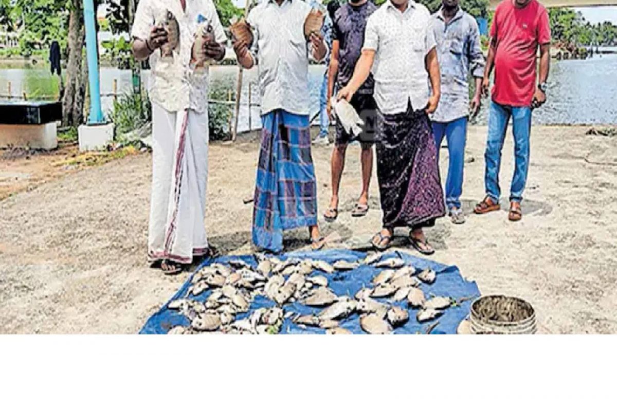 കരിമീനും ചെമ്മീനുമടക്കം ചത്തുപൊങ്ങി; പെരിയാറില്‍ വീണ്ടും മത്സ്യക്കുരുതി