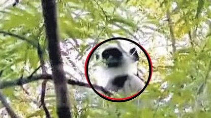 ഹനുമാൻ കുരങ്ങ് ഹനുമാൻ കുരങ്ങ്