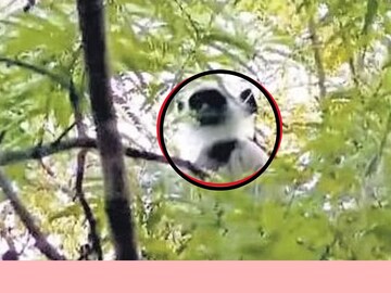 ഹനുമാൻ കുരങ്ങ്
