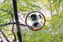 ചാടിപ്പോയ ഹനുമാന്‍ കുരങ്ങിനെ കണ്ടെത്തി; മൃഗശാലയിൽ നിന്ന് 500 മീറ്റർ അകലെ മാസ്ക്കറ്റ് ഹോട്ടലിനടുത്ത പുളിമരത്തില്‍