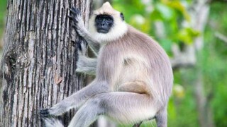 ഹനുമാൻ കുരങ്ങ് ഹനുമാൻ കുരങ്ങ്