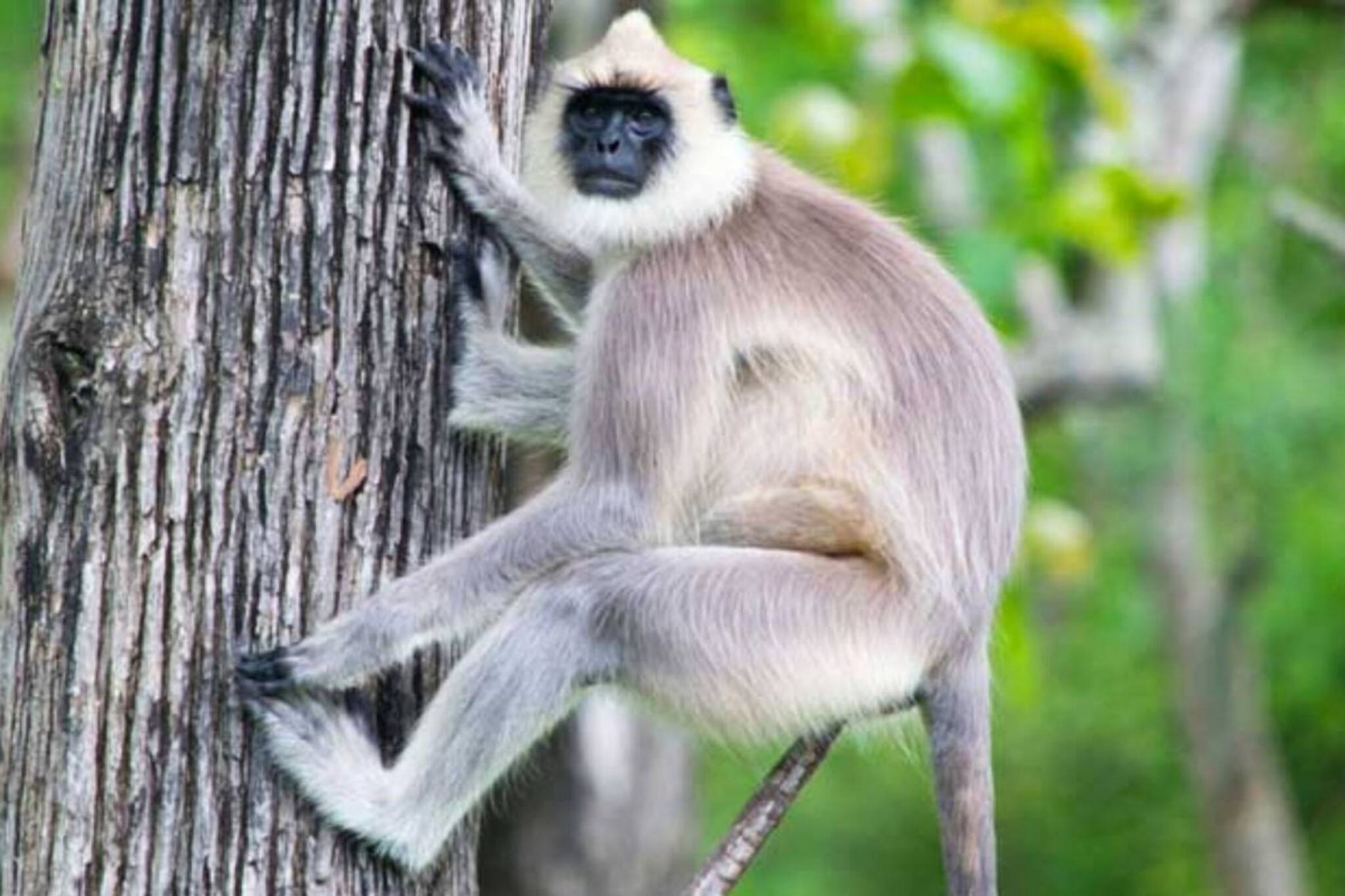 മൃഗശാലയിൽനിന്ന് ചാടിപ്പോയ ഹനുമാൻ കുരങ്ങിനെ ശുചിമുറിയിൽനിന്ന് പിടികൂടി