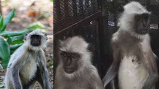 ഹനുമാൻ കുരങ്ങ് ഹനുമാൻ കുരങ്ങ്