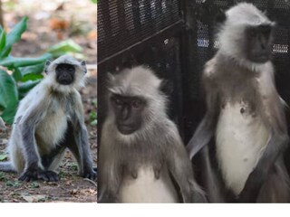 ഹനുമാൻ കുരങ്ങ് 