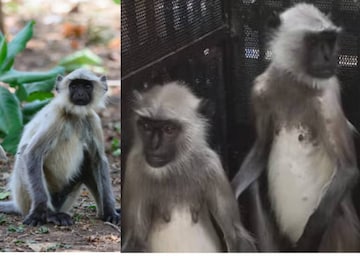 ഹനുമാൻ കുരങ്ങ് 