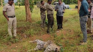 പുലിയെ വിഷംകൊടുത്ത് കൊന്നു