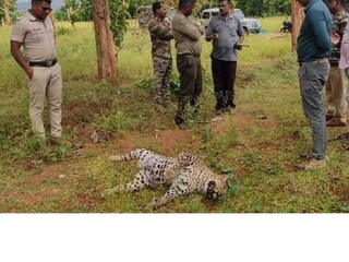 പുലിയെ വിഷംകൊടുത്ത് കൊന്നു