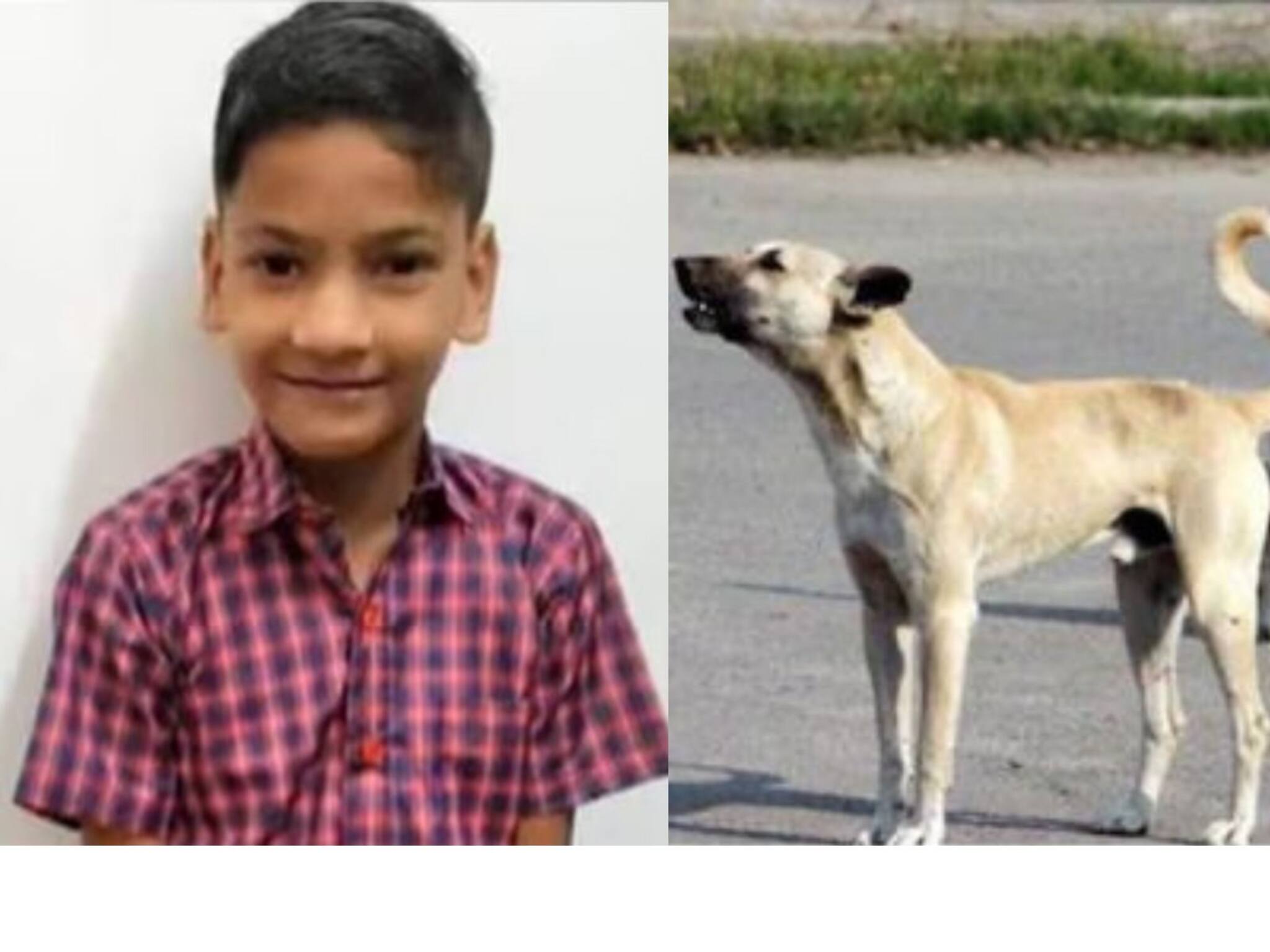 നൊമ്പരമായി നിഹാൽ; കണ്ണൂരിൽ തെരുവുനായ്ക്കൾ കടിച്ചുകൊന്ന 11 കാരന്റെ ഖബറടക്കം ഇന്ന്; പിതാവ് നാട്ടിലേക്ക് തിരിച്ചു