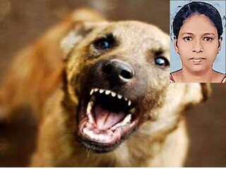 വീട്ടമ്മ പേവിഷബാധയേറ്റ് മരിച്ചു 