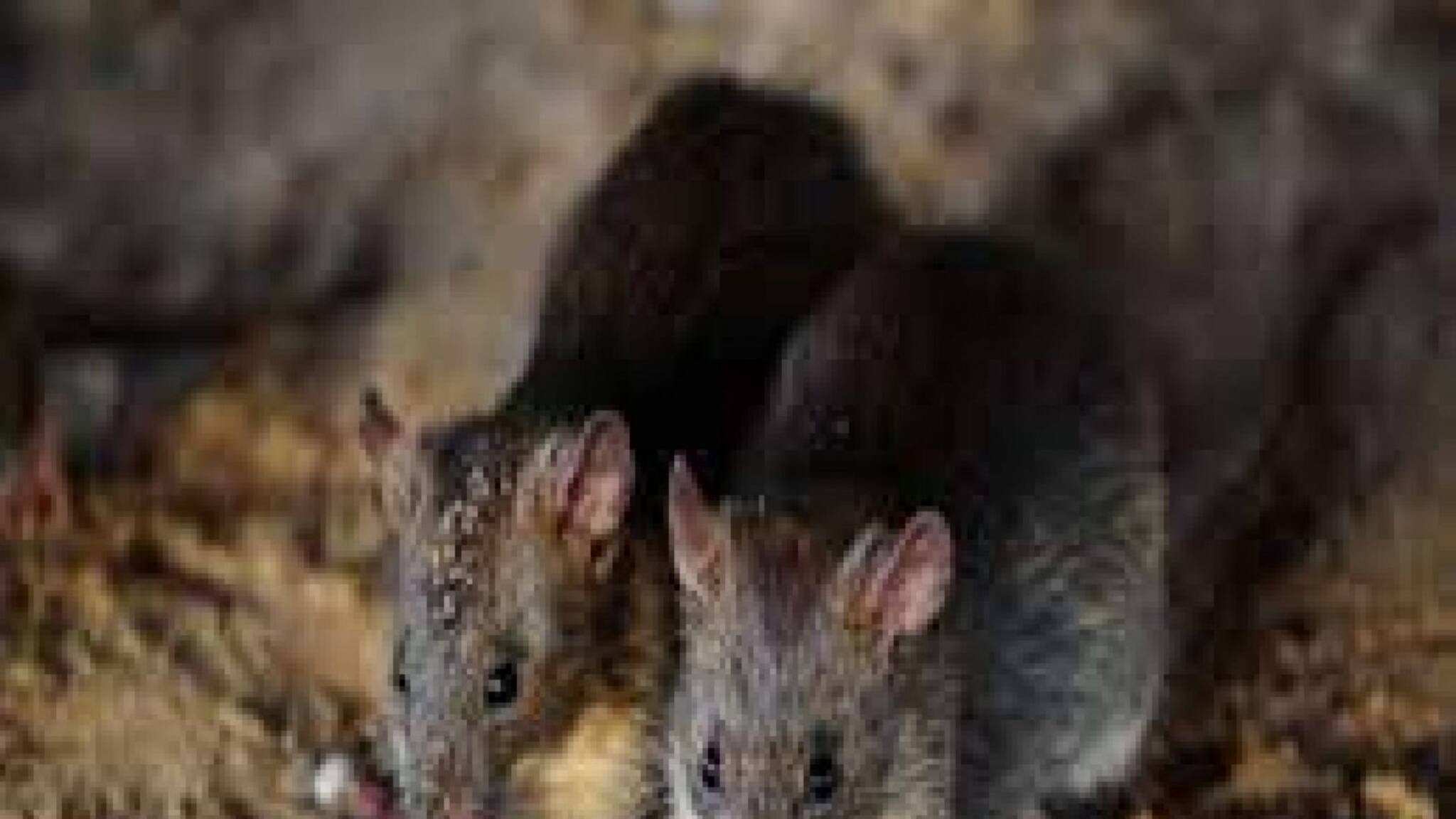 എന്താണ് എലിപ്പനി; പ്രാരംഭ ലക്ഷണങ്ങൾ എന്തൊക്കെ?