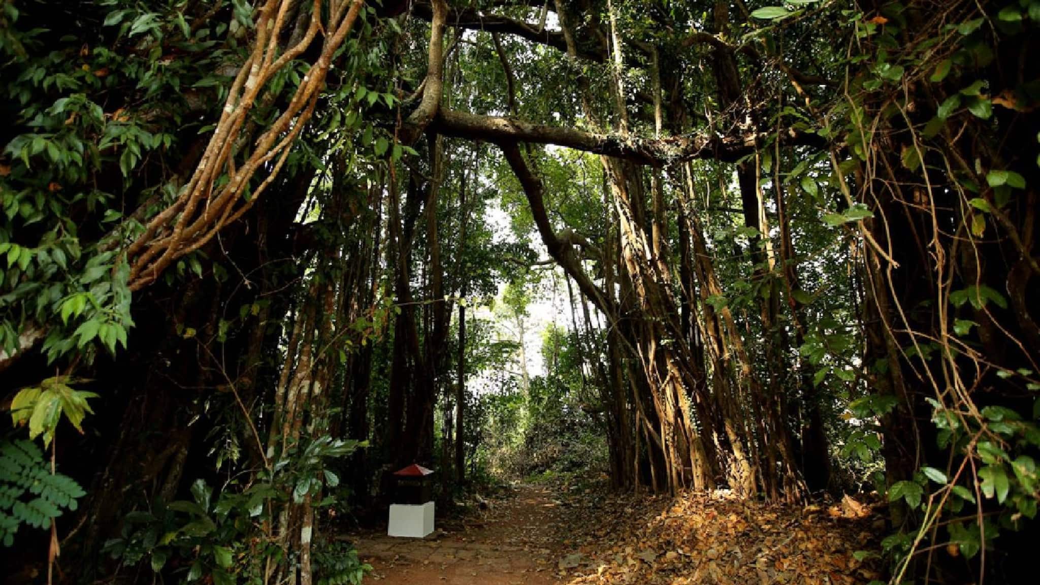 ഇനി ദേവാങ്കണങ്ങൾ കയ്യൊഴിയില്ല; അഞ്ചു ദേവസ്വം ബോർഡുകളിൽ 'ദേവാങ്കണം ചാരുഹരിതം’ പദ്ധതിക്ക്‌ തുടക്കം