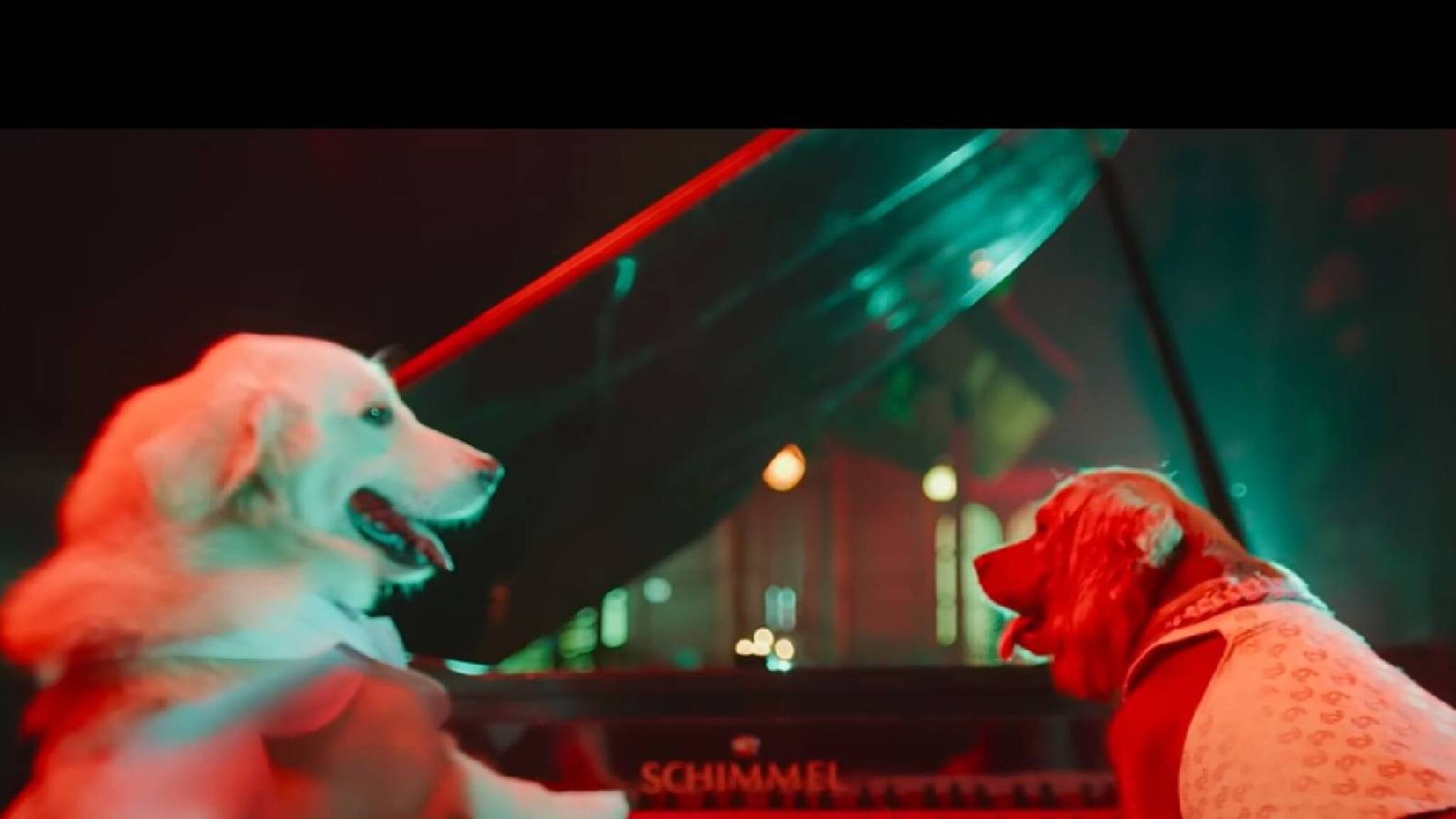 Valatty trailer | ഒരു പൂവൻകോഴി, 11 നായകൾ; മലയാളത്തിലെ വേറിട്ട ചിത്രമായ 'വാലാട്ടി'യുടെ ട്രെയ്‌ലർ