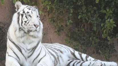 വെള്ളക്കടുവ വെള്ളക്കടുവ