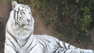 വെള്ളക്കടുവ വെള്ളക്കടുവ