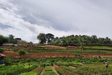 കുഴിപ്പള്ളം ബൊട്ടാണിക്കൽ ഗാർഡൻ ഒരു നഴ്സറി മാത്രമല്ല,വലിയ തൊഴിൽ കേന്ദ്രം കൂടിയാണ്