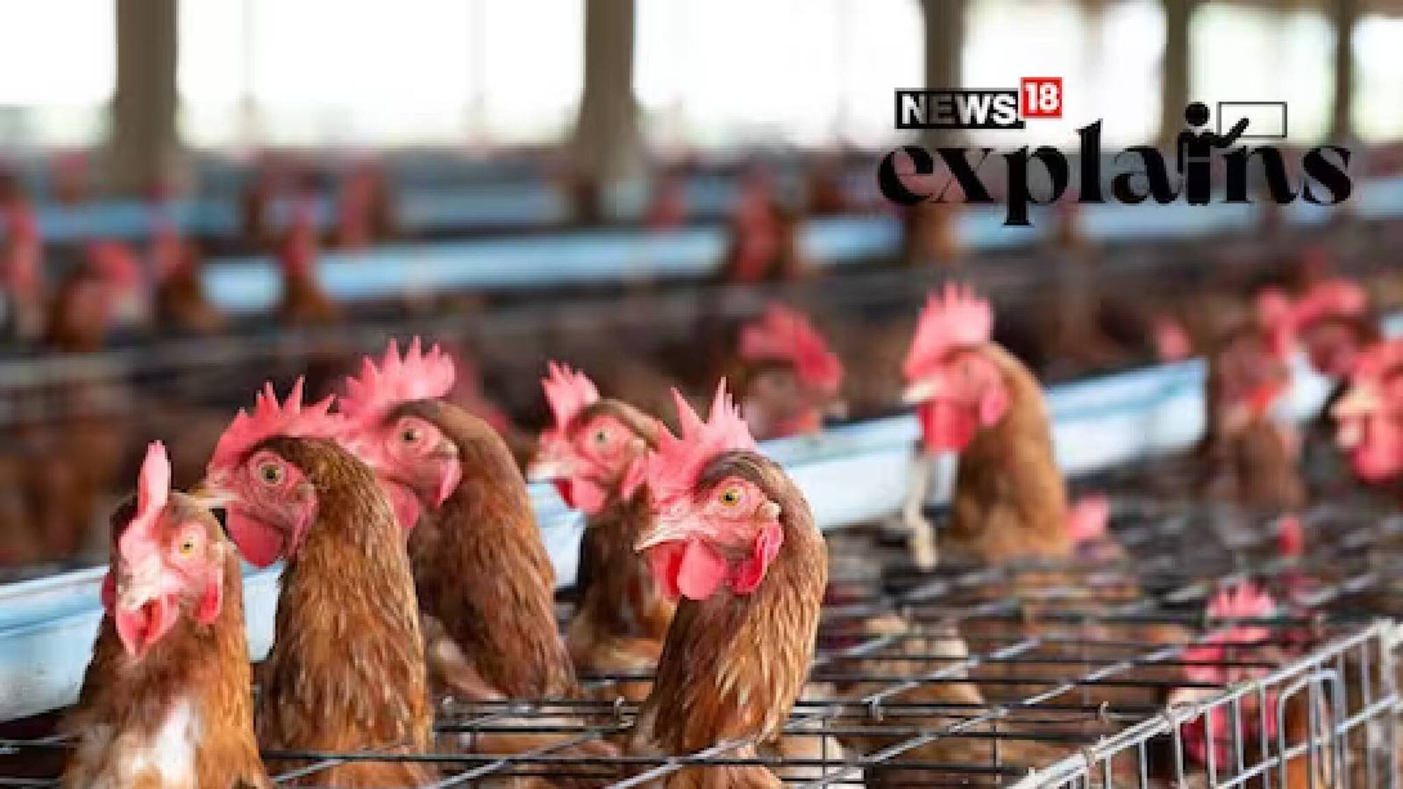 കൂട്ടിലടച്ചു വളര്‍ത്തുന്ന കോഴിയുടെ മുട്ടയും റിപ്പബ്ലിക്കന്‍ പാര്‍ട്ടിയും; അമേരിക്കയില്‍ സംഭവിക്കുന്നതെന്ത്?