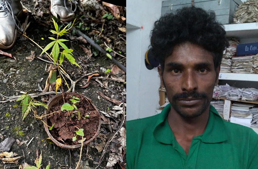 ചിരട്ടയില്‍ കഞ്ചാവ് ചെടി വളര്‍ത്തി വിദ്യാര്‍ഥികള്‍ക്കടക്കം വില്‍പ്പന നടത്തിയ യുവാവ് പിടിയില്‍.   ഇരട്ടയാർ ടണൽസൈറ്റ് ഓലിക്കരോട്ട് വീട്ടിൽ ജോസഫ് മകൻ പ്രവീൺ എന്ന 36 കാരനെയാണ് പോലീസ് പിടികൂടിയത്.