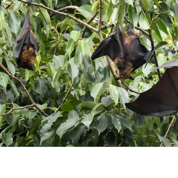 Nipah Virus, Nipah, ICMR nipah, Nipah virus in bats across nine states, Nipah in Kozhikode, Nipah Kerala, Nipah Symptoms, Nipah Treatment