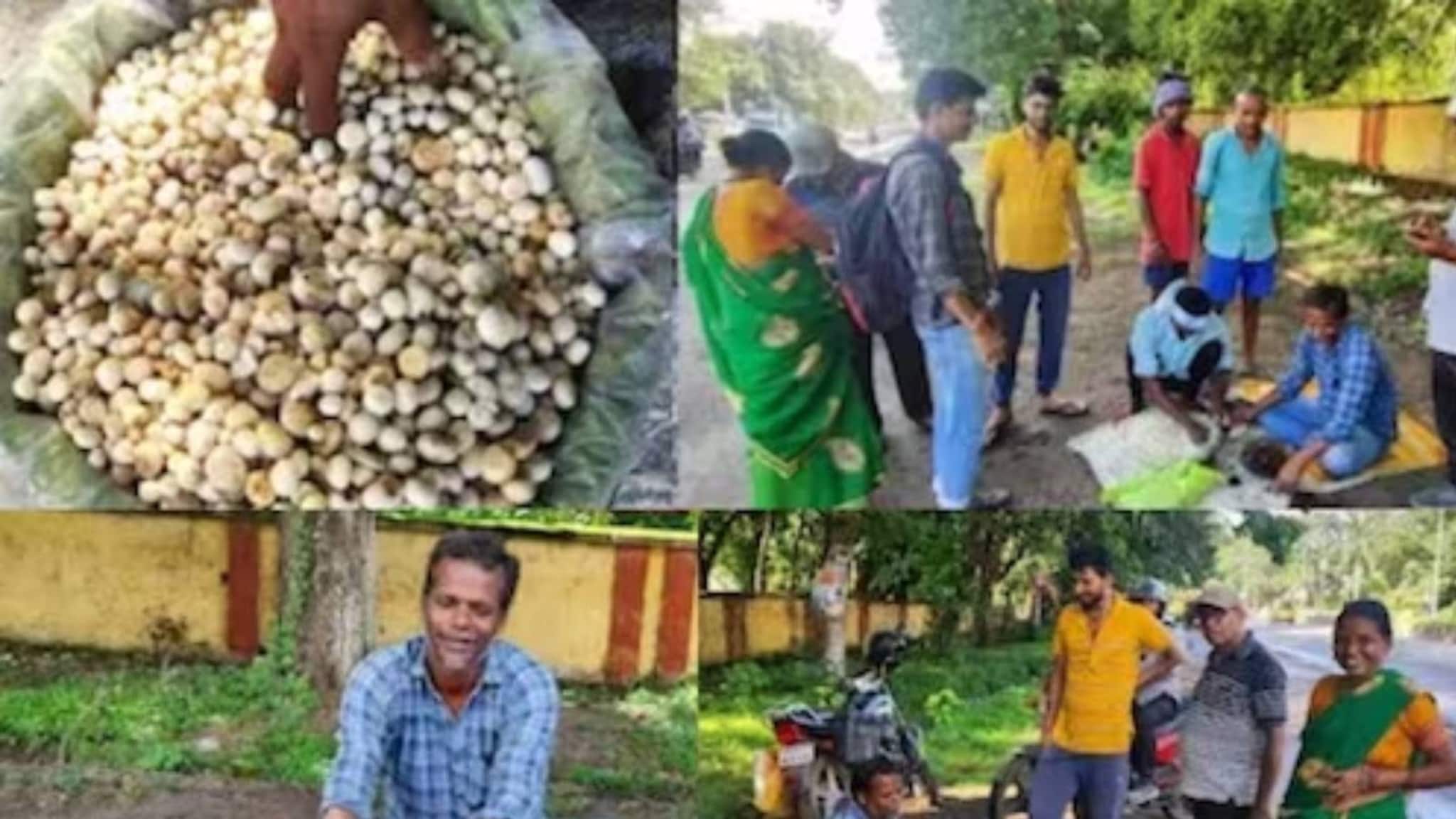 കിലോ വില 800 രൂപ;  ജാര്‍ഖണ്ഡിലെ അപൂർവയിനം കൂണിന് ഗുണങ്ങളും ആവശ്യക്കാരുമേറേ