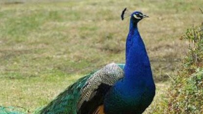 പ്രതീകാത്മക ചിത്രം പ്രതീകാത്മക ചിത്രം