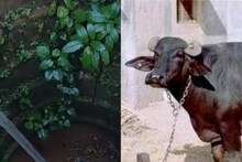 ഒരാഴ്ച്ചയായി എരുമയെ കാണാനില്ല; ഒടുവിൽ കണ്ടെത്തിയത് ആൾമറയില്ലാത്ത കിണറ്റിൽ