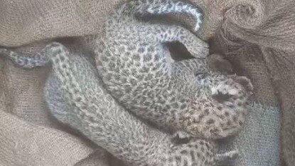 leopard cubs leopard cubs