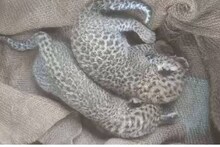പൂച്ചക്കുട്ടികളെന്ന് കരുതി കാട്ടില്‍ നിന്നെടുത്ത് കൊണ്ടുവന്നത്​ പുള്ളിപ്പുലികുഞ്ഞുങ്ങളെ