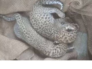 leopard cubs