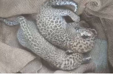 leopard cubs