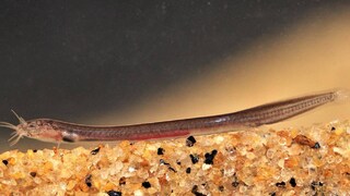 Pangio Pathala Pangio Pathala