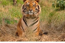 International Tiger Day | ഇന്ന് അന്താരാഷ്ട്ര കടുവാ ദിനം: ഇന്ത്യയിലെ നേച്ചര്‍ ടൂറിസം കടുവകളെ സംരക്ഷിക്കാന്‍ സഹായിച്ച
