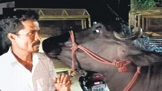 പളനിവേൽ പോത്തിനൊപ്പം