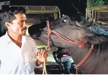 പളനിവേൽ പോത്തിനൊപ്പം