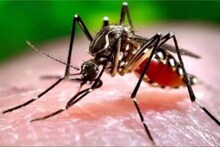 യുഎസ്, യൂറോപ്പ്, ആഫ്രിക്ക എന്നിവിടങ്ങളില്‍ ഡെങ്കിപ്പനി ഭീഷണി ഉയരും: മുന്നറിയിപ്പുമായി ലോകാരോഗ്യസംഘടനാ ശാസ്ത്രജ്ഞന്‍