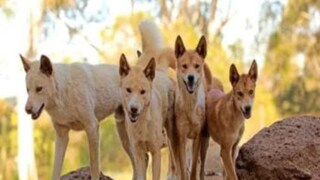 ഡിങ്കോസ്