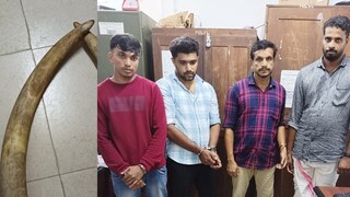 ആനക്കൊമ്പ്