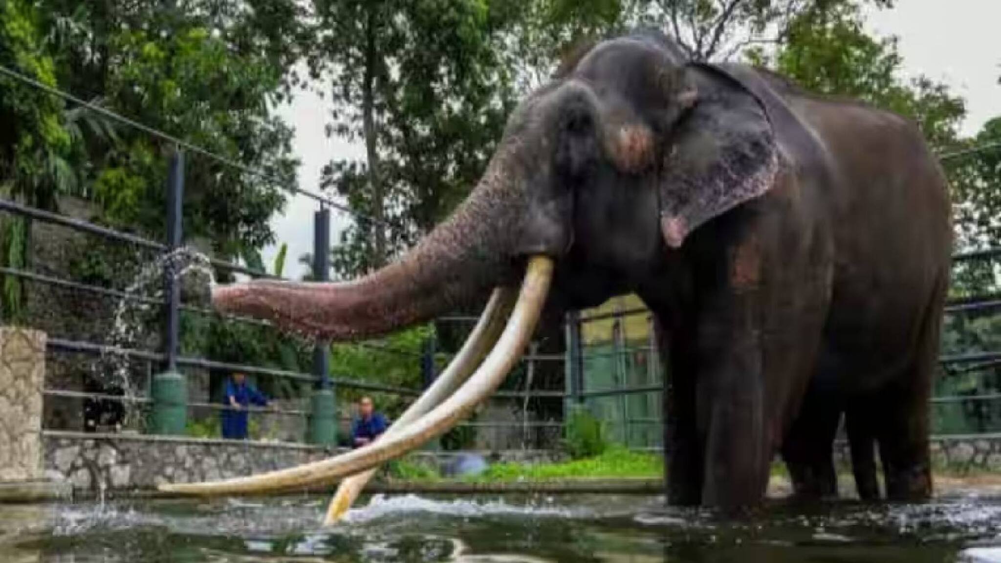 20 വർഷം മുൻപ് ശ്രീലങ്കയ്ക്ക് സമ്മാനമായി നല്‍കിയ ആനയെ തായ്​ലന്‍ഡ് തിരികെ വാങ്ങി; കാരണമെന്ത്?