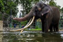 20 വർഷം മുൻപ് ശ്രീലങ്കയ്ക്ക് സമ്മാനമായി നല്‍കിയ ആനയെ തായ്​ലന്‍ഡ് തിരികെ വാങ്ങി; കാരണമെന്ത്?