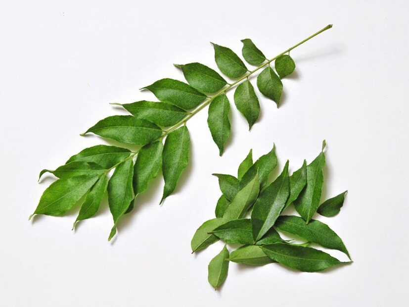 benefits of curry leaves, benefits of curry leaves for health, curry leaves benefits, curry leaves, health benefits of curry leaves, how curry leave are good for health, curry leaves benefits in hindi, major benefits of curry leaves, health care tips, curry leaves nutrients, is curry leaves good for health, കറിവേപ്പില, ഹൃദ്രോഗം പ്രമേഹം