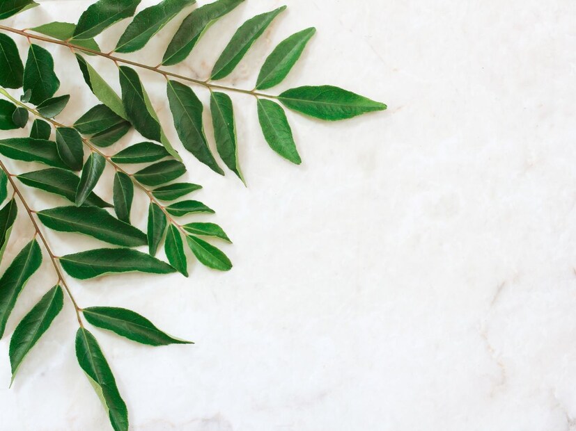 benefits of curry leaves, benefits of curry leaves for health, curry leaves benefits, curry leaves, health benefits of curry leaves, how curry leave are good for health, curry leaves benefits in hindi, major benefits of curry leaves, health care tips, curry leaves nutrients, is curry leaves good for health, കറിവേപ്പില, ഹൃദ്രോഗം പ്രമേഹം