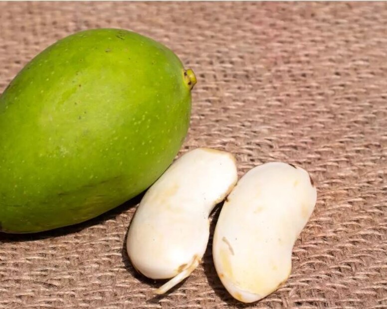  മാങ്ങയണ്ടി ചേർത്തുള്ള പൽപ്പൊടി മോണയുടെ ആരോഗ്യത്തിനും പല്ലുകളുടെ ബലത്തിനും ഉത്തമമാണ്.
