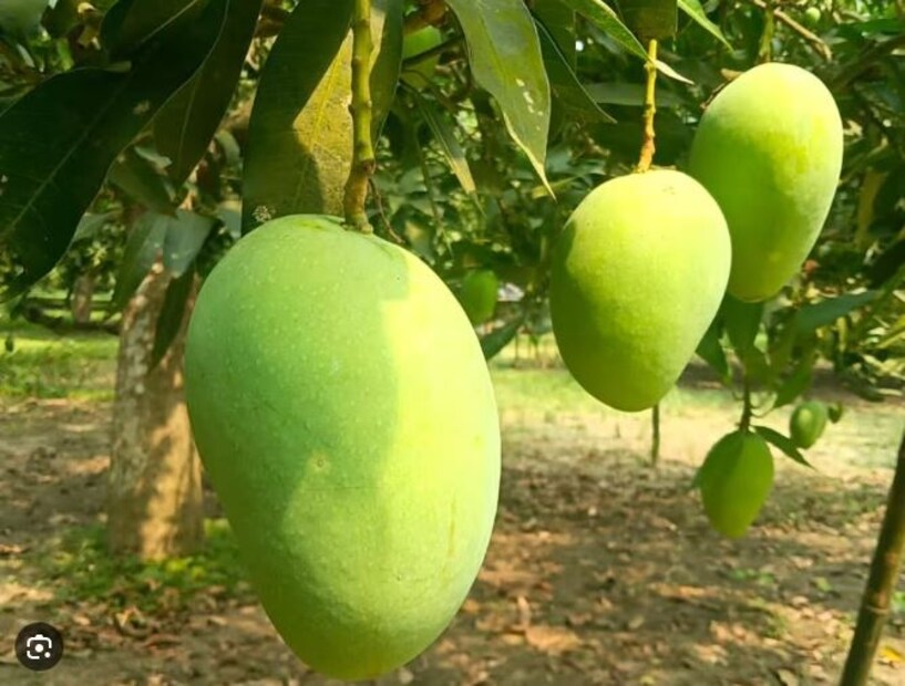  മാങ്ങയണ്ടി ചേരുവ ചേർത്തുണ്ടാക്കുന്ന പ്രകൃതിദത്തമായ ലിപ് ബാം വരണ്ട ചുണ്ടിന് സ്വാഭാവിക ആരോഗ്യം തിരിച്ചു നൽകും
