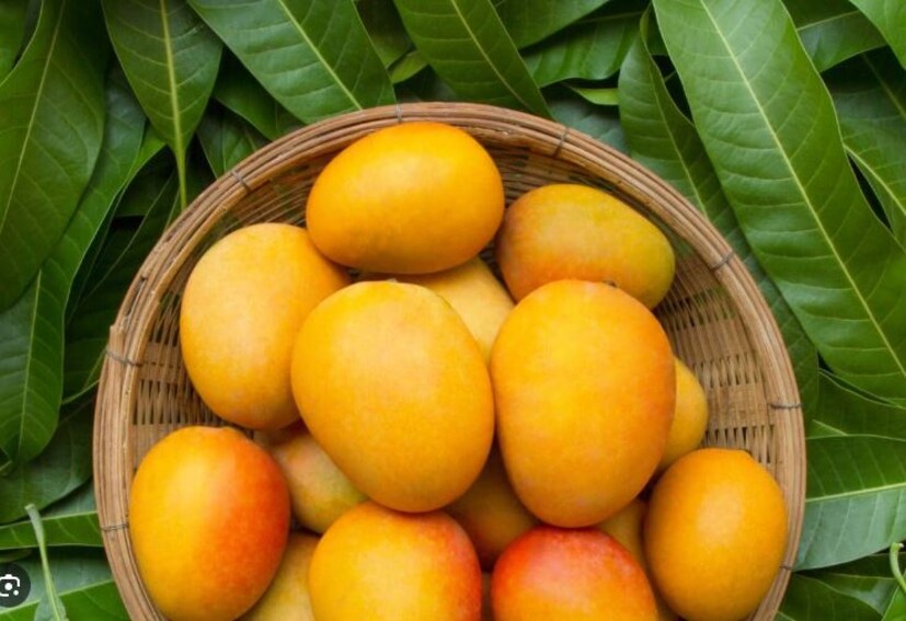  ചുണ്ടിന്റെ വരൾച്ച തടയുക മാത്രമല്ല, മൃതകോശങ്ങളെ നീക്കം ചെയ്യാനും സഹായിക്കും. മാങ്ങായണ്ടി പൗഡർ തക്കാളി നീരിനൊപ്പം ചേർത്ത് മുഖത്ത് തേക്കുന്നത് മുഖത്തെ കറുത്ത പാടുകളും ചുവന്ന തുടിപ്പുകളും പാടുകളും മായ്ക്കാൻ സഹായിക്കും.