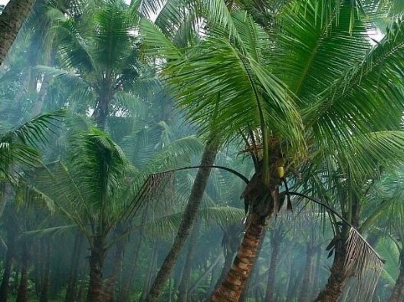 Kerala Weather Update Today, isolated rain expected on thiruvonam , Rain on Onam, ഓണം, തിരുവോണം, Onam 2023, Kerala Weather Update, Weather Update, Kerala Weather , kerala rain, rain alert, Rain in Kerala, Orange Alert, Rain, Heavy Rain, Heavy Rain I n kerala,