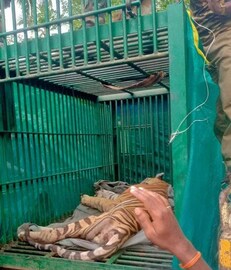 കേരള-തമിഴ്നാട് അതിർത്തിയിൽ ജനങ്ങളുടെ ഉറക്കം കെടുത്തിയ കടുവ വനം വകുപ്പിന്റെ പിടിയില് കേരള-തമിഴ്നാട് അതിർത്തിയിൽ ജനങ്ങളുടെ ഉറക്കം കെടുത്തിയ കടുവ വനം വകുപ്പിന്റെ പിടിയില്