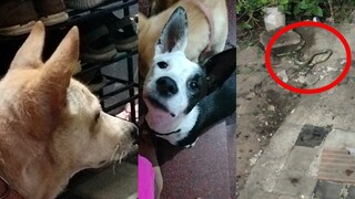 വളർത്തുനായകളും പാമ്പും തമ്മിൽ പോര്